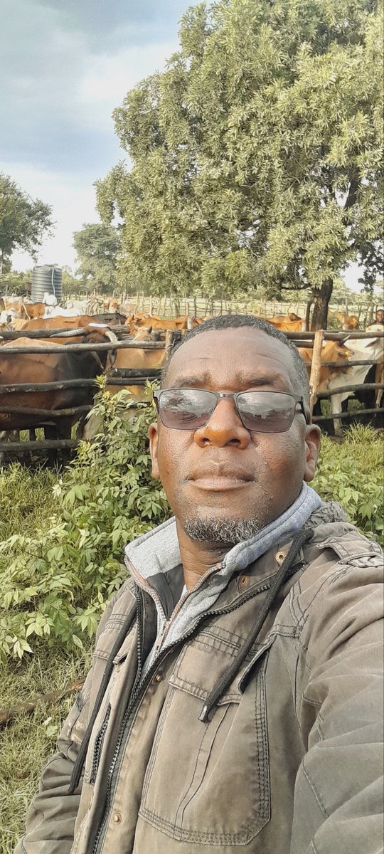 Davis Cattle Company tweet media