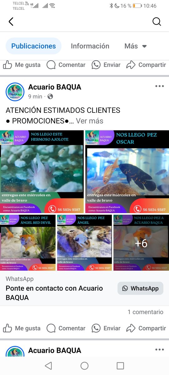 Pau_MR_17's tweet photo. @SEMARNAT_mx
Es legal vender ajolotes (una especie en peligro de extinción) por Facebook??!!
Cómo se puede denunciar esto?? https://t.co/ds5QwcKVua