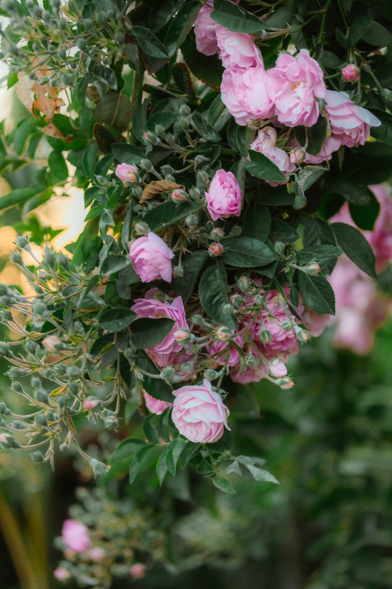 AmulyaVashistha's tweet photo. Quote with flower photos https://t.co/euMM4hMj4p