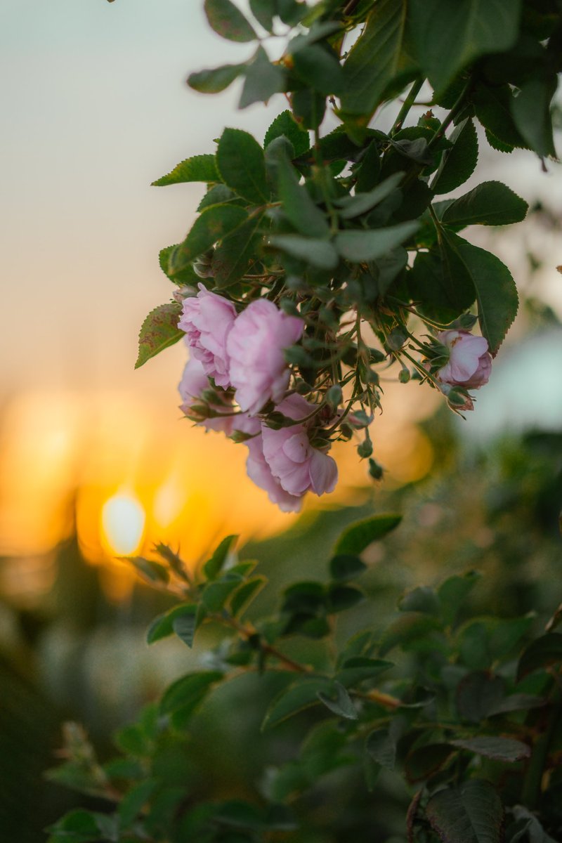 AmulyaVashistha's tweet photo. Quote with flower photos https://t.co/euMM4hMj4p