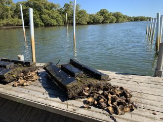 Australian Science Media Centre (@aussmc) on Twitter photo 🦪 While slurping oysters is not likely to replace popping a pill, they could help in the fight against superbugs, says <a href="/SCU_Australia/">Southern Cross University</a> <a href="/Flinders/">Flinders University</a>
buff.ly/42nXWJ0 🦪 While slurping oysters is not likely to replace popping a pill, they could help in the fight against superbugs, says <a href="/SCU_Australia/">Southern Cross University</a> <a href="/Flinders/">Flinders University</a>
buff.ly/42nXWJ0