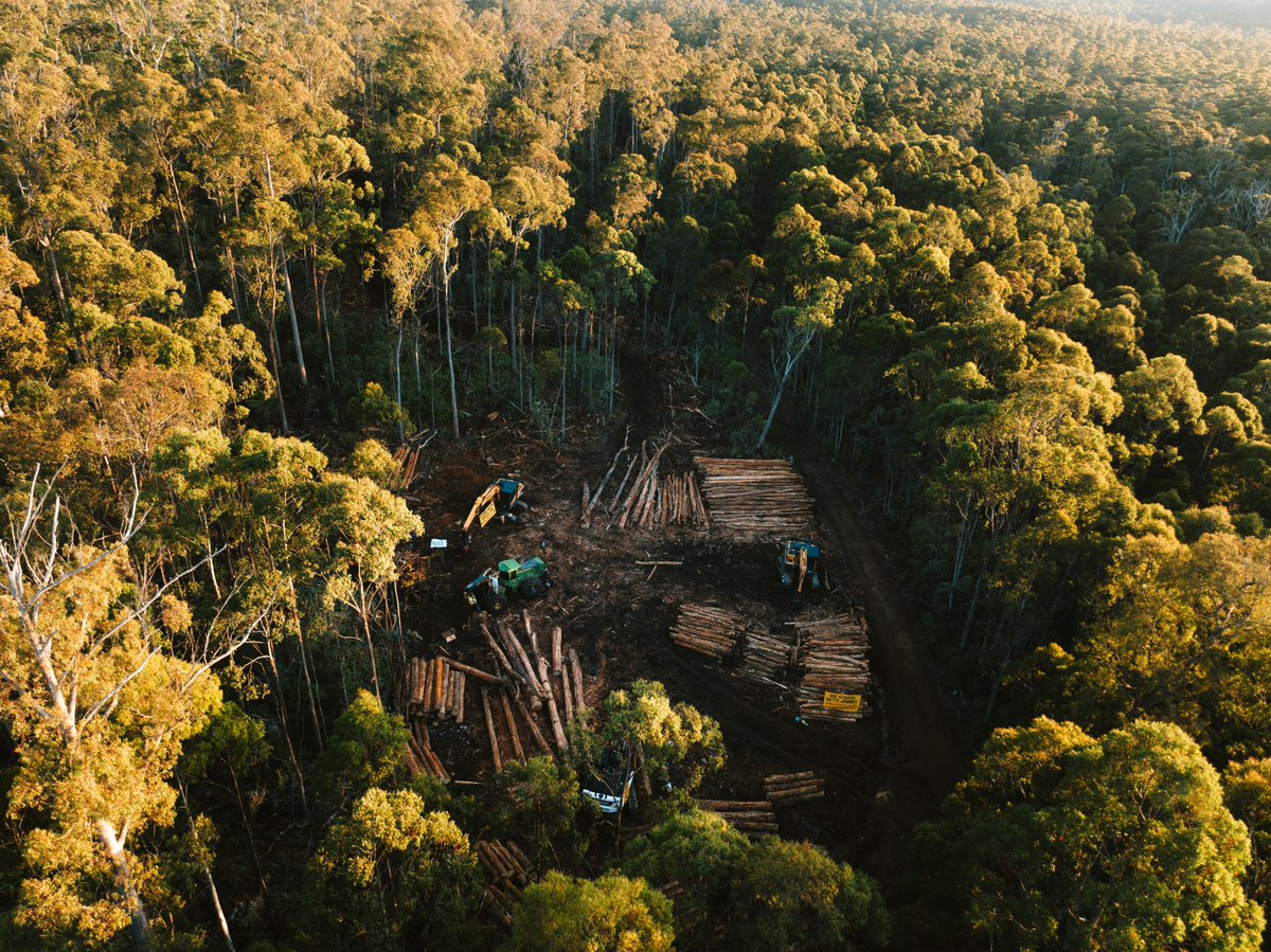 BobBrownFndn's tweet image. Update: Aboriginal community leader Ruth Langford Tipruthanna was arrested today for defending the habitat of critically endangered #SwiftParrots from logging in Lutruwita / Tasmania’s Eastern Tiers.
bobbrown.org.au/ruth-langford-…