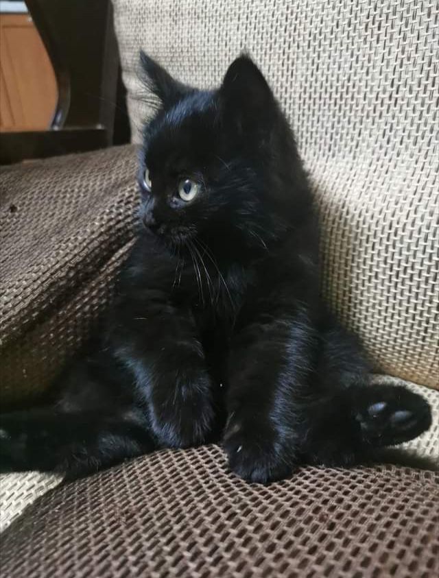 Black cats are not bad luck (@visualscat) on Twitter photo 