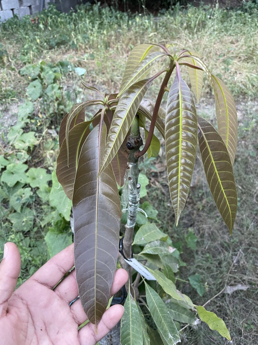 عمان المحبه tweet media