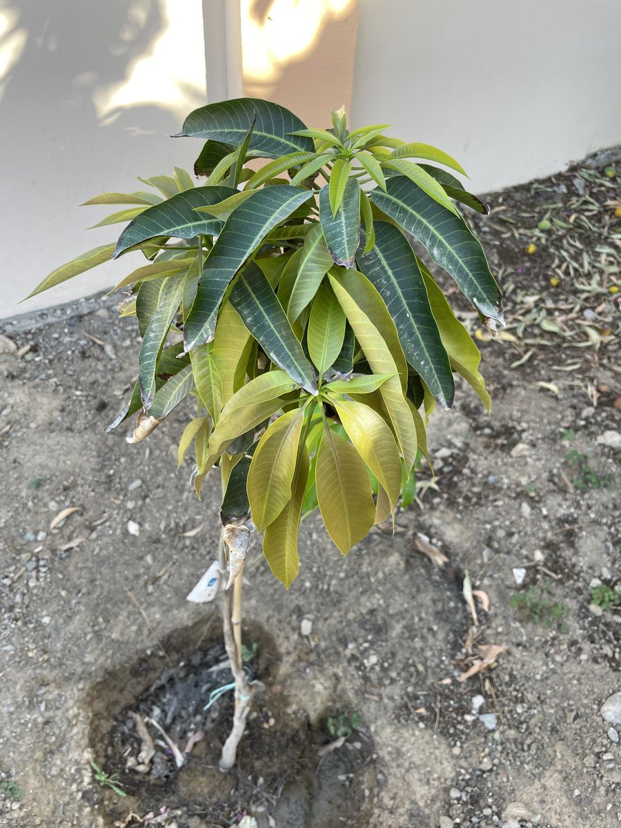 عمان المحبه tweet media