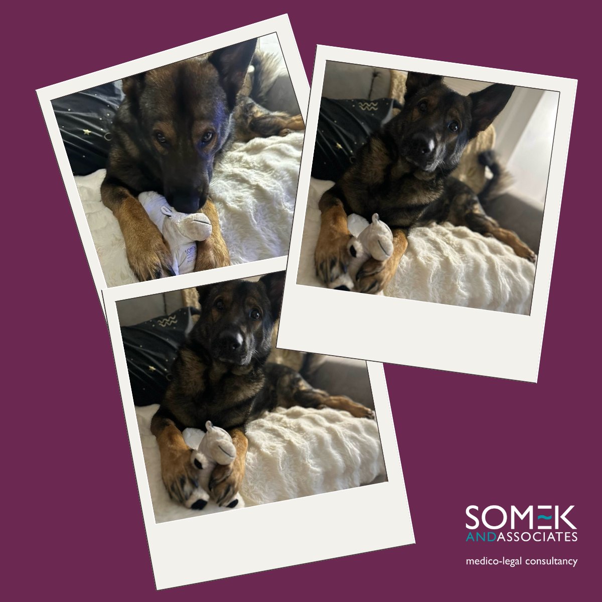 Somek&Associates (@somekassociates) on Twitter photo <a href="/SomekAssociates/">Somek&Associates</a> have a new number 1 fan. Wioleta Dworak, Associate Solicitor, @LimeSolicitors picked up one of our cuddly cows at an exhibition last year and shared with us that Luna the dog & Somek the cow have been inseparable ever since! 🐶💕 <a href="/SomekAssociates/">Somek&Associates</a> have a new number 1 fan. Wioleta Dworak, Associate Solicitor, @LimeSolicitors picked up one of our cuddly cows at an exhibition last year and shared with us that Luna the dog & Somek the cow have been inseparable ever since! 🐶💕