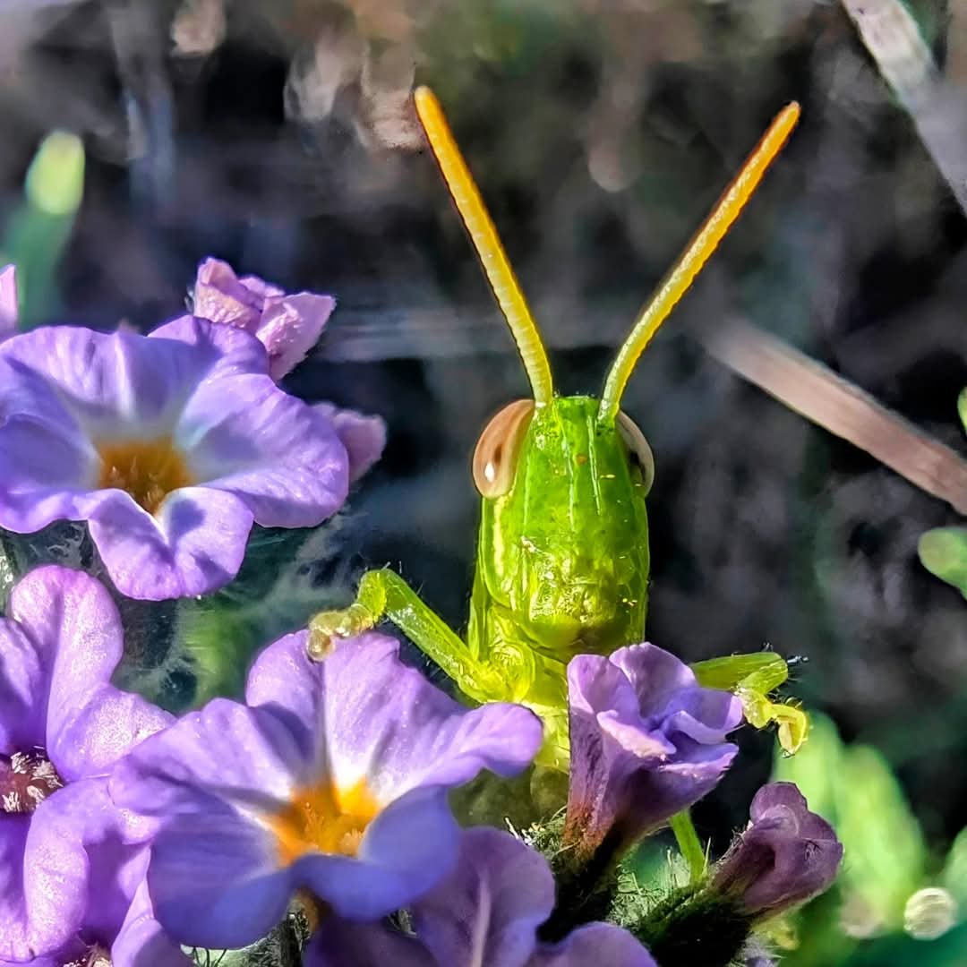 I captured this on my phone..
"A grasshopper peeking over a flower"