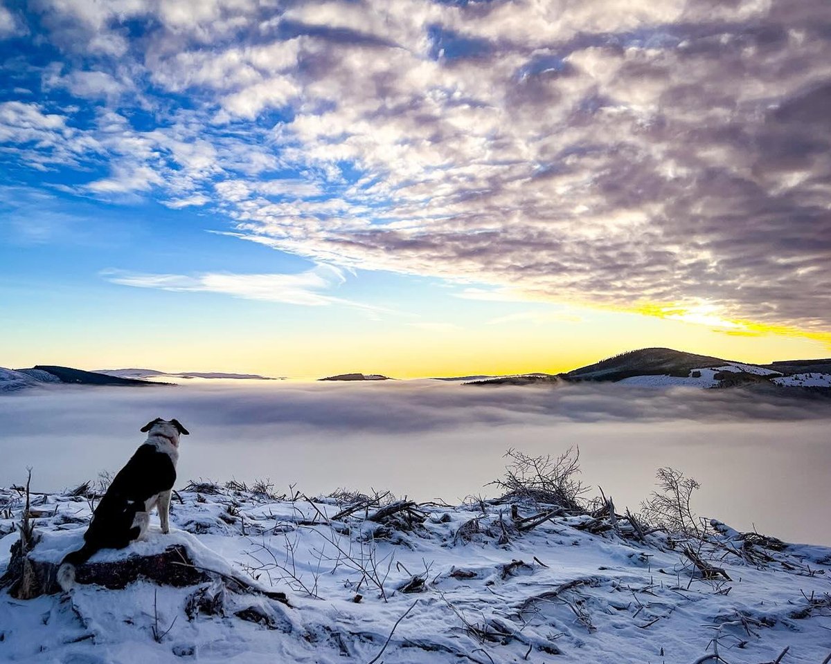 How amazing is this shot of the low cloud in the Tweed Valley over the recent cold spell?😍
📌Tweed Valley, Scottish Borders
📷creativebadger
#Scotland