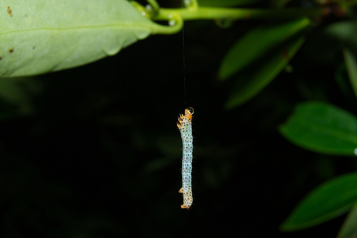 Ecological Entomology (@ecol_ent) on Twitter photo The Editors' Choice article in our new Feb 2025 issue presents research suggesting that nocturnal suspended resting of caterpillars plays a crucial role in evading nocturnal predators, such as praying mantises and centipedes
👀doi.org/10.1111/een.13…
<a href="/RoyEntSoc/">Royal Entomological Society</a> <a href="/WileyEcolEvol/">Wiley Ecology & Evolution</a> The Editors' Choice article in our new Feb 2025 issue presents research suggesting that nocturnal suspended resting of caterpillars plays a crucial role in evading nocturnal predators, such as praying mantises and centipedes
👀doi.org/10.1111/een.13…
<a href="/RoyEntSoc/">Royal Entomological Society</a> <a href="/WileyEcolEvol/">Wiley Ecology & Evolution</a>