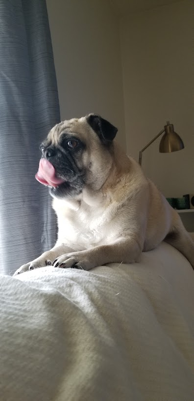 LiamWonderPug's tweet photo. It's -8 degrees but I'll still #tonguetuesday for you.
#dogs #pug #ilwx #briefcoldsnap #weatherpug https://t.co/Gn9HaNE12B