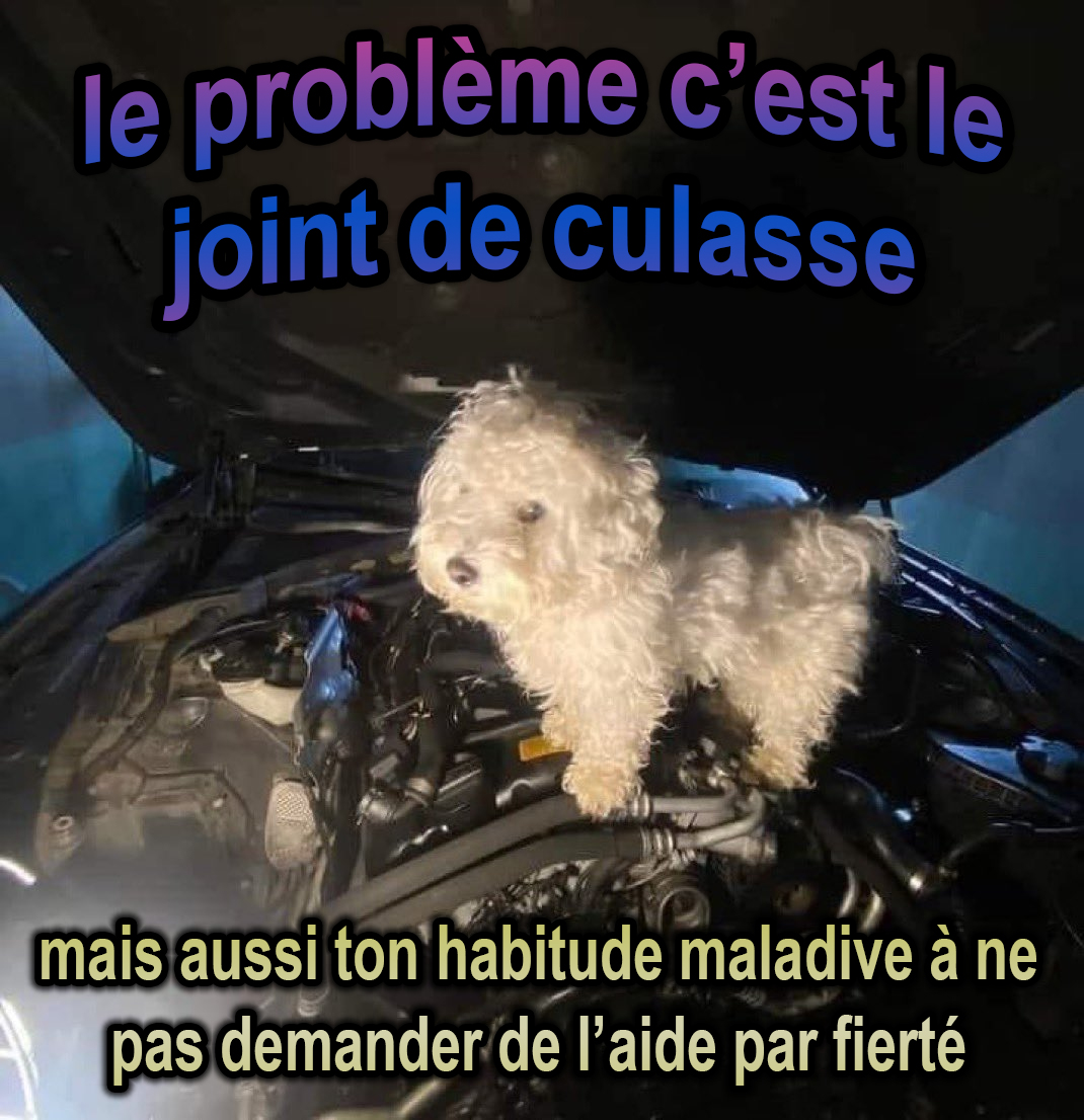 Le chien garagiste est formel