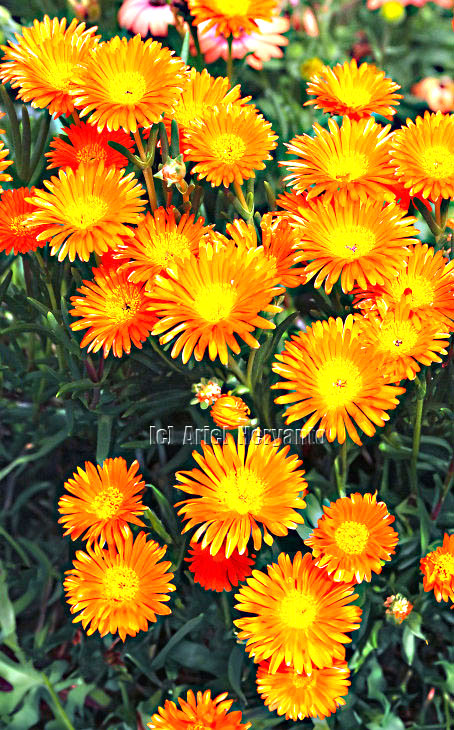 ariel_heryanto's tweet image. #pigface #iceplant