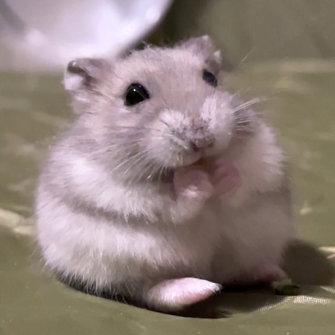 Tweets Of Hamster (@tweetsofhamster) on Twitter photo 