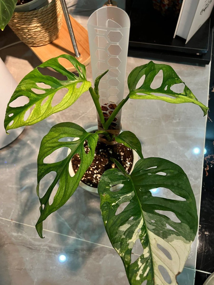 Good morning🫶🏻🪴