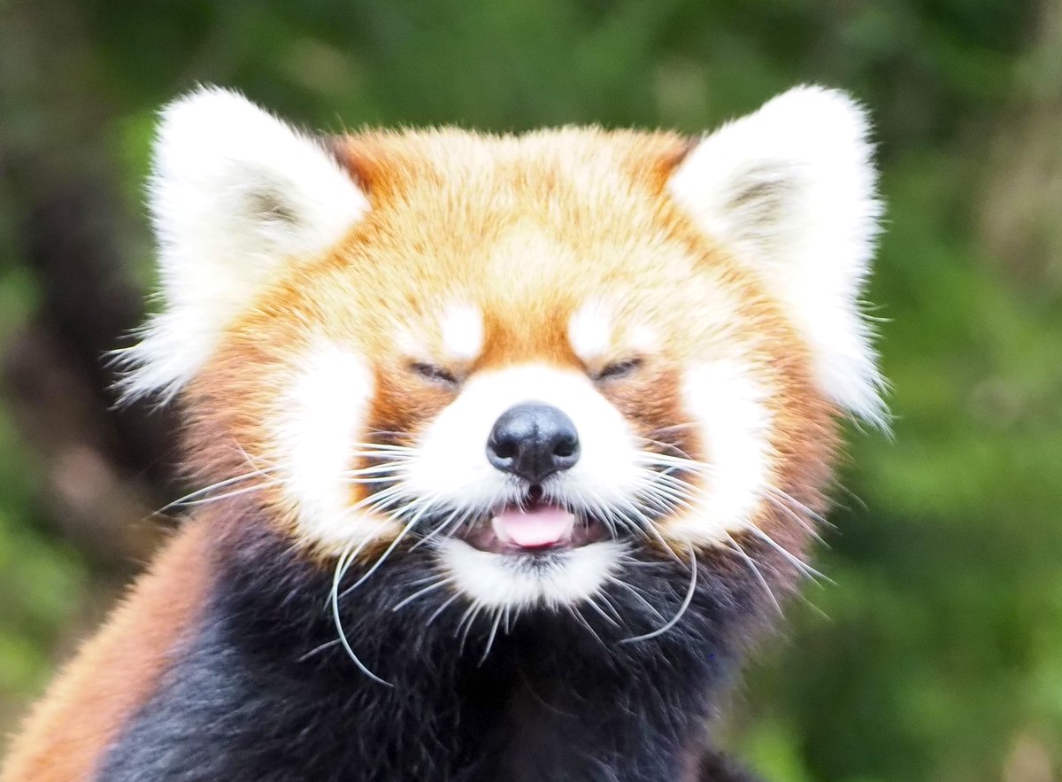 pantarou0141's tweet photo. ほげ〜💭

2024.11
#鯖江市西山動物園 #西山動物園 #レッサーパンダ
#たいよう https://t.co/QJ1ndJUof8