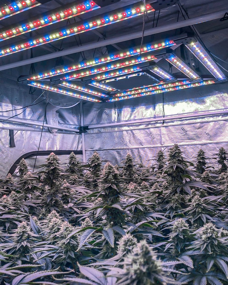 A canopy this beautiful deserves the best lighting. 💡 Powered by Kind LED grow lights, these plants are thriving with full-spectrum precision and optimal energy efficiency. 

Ready to elevate your grow game? 🌱✨

🔗 bit.ly/KINDLED