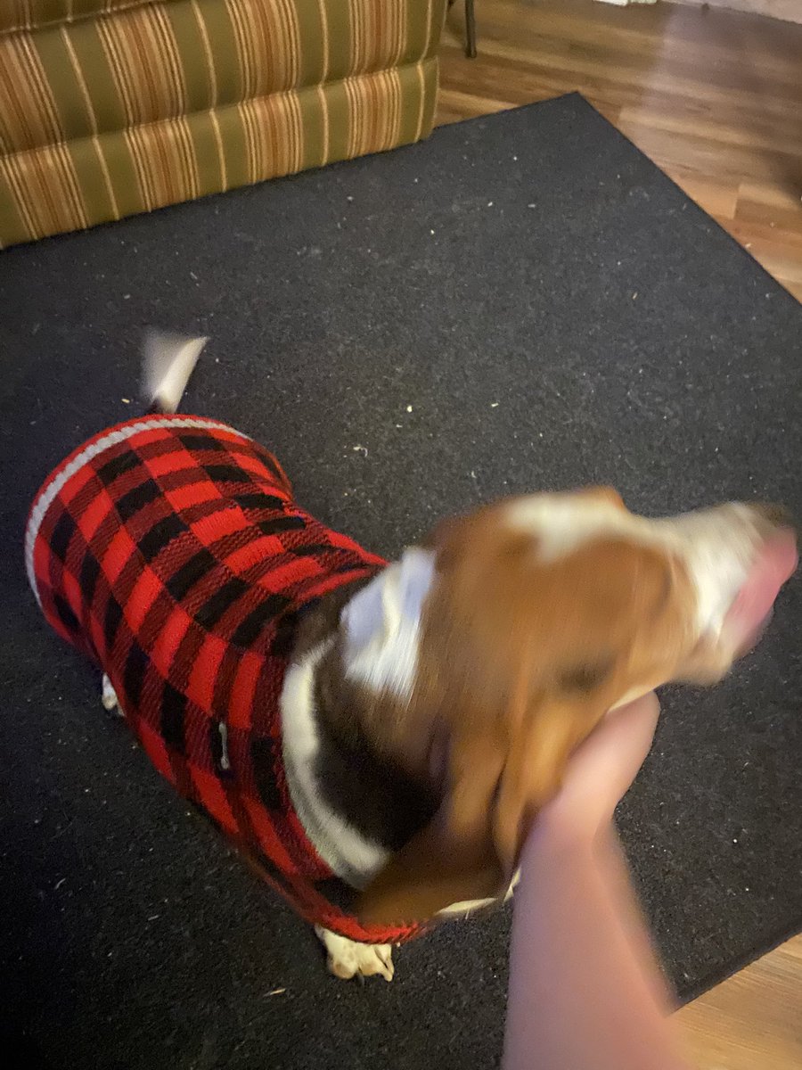 AwmTitan's tweet photo. He a happy hound🥹 https://t.co/nQ5wUyQhKK