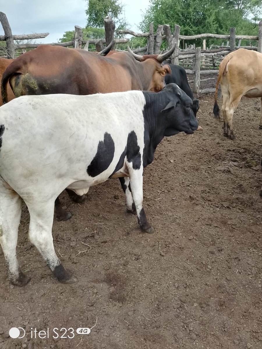 Andrinkos cattle breeders tweet media