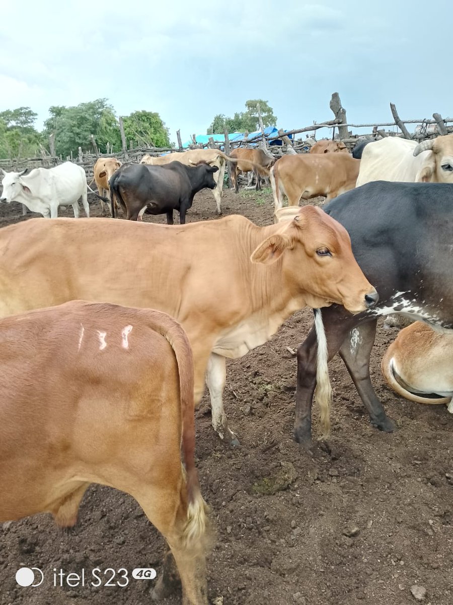 Andrinkos cattle breeders tweet media