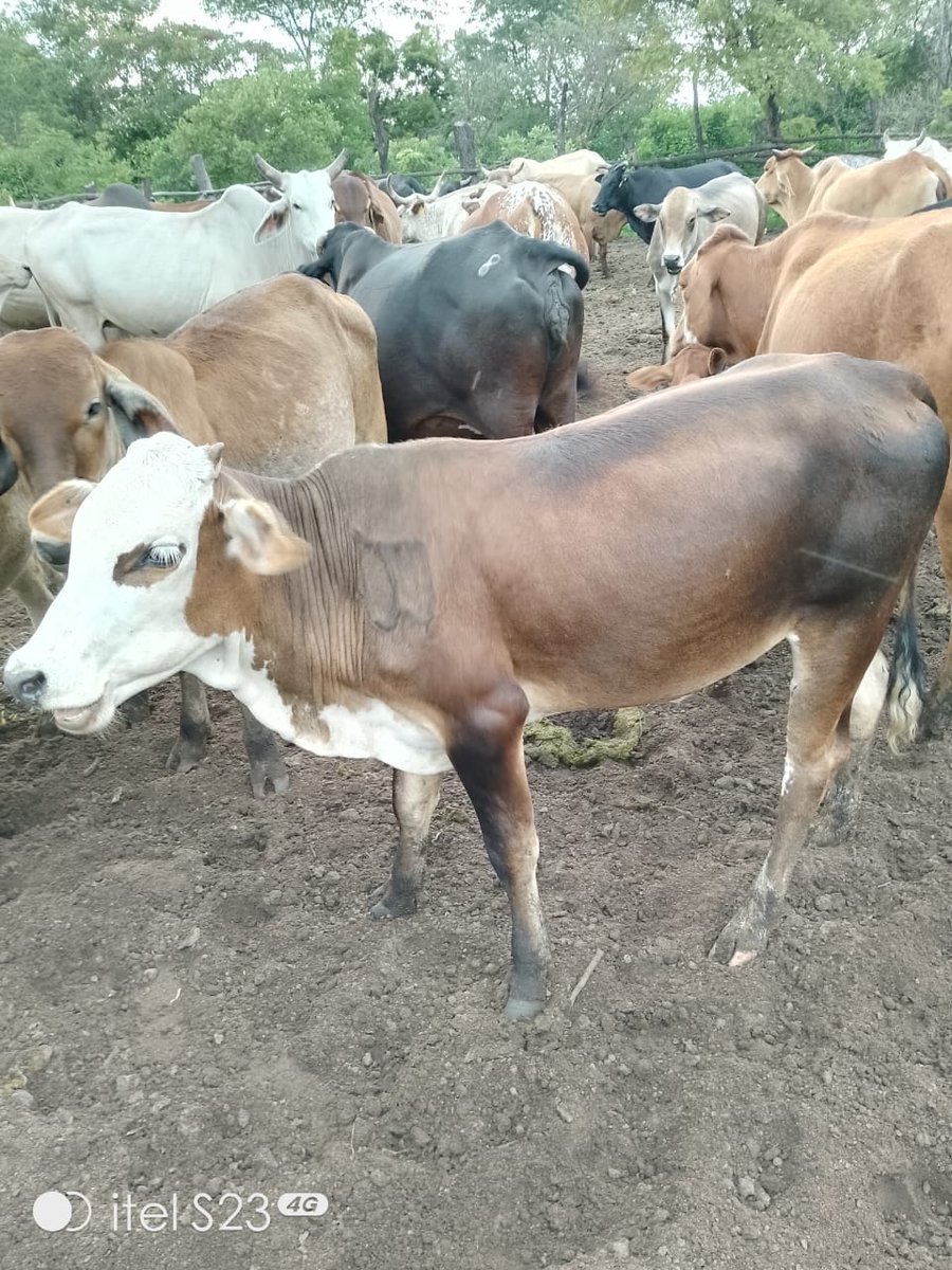Andrinkos cattle breeders tweet media