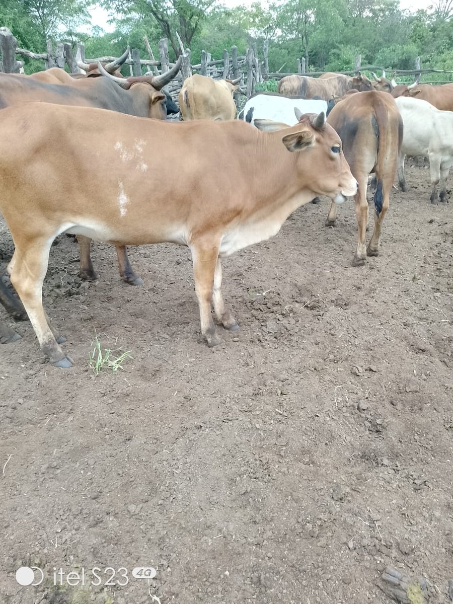 Andrinkos cattle breeders tweet media