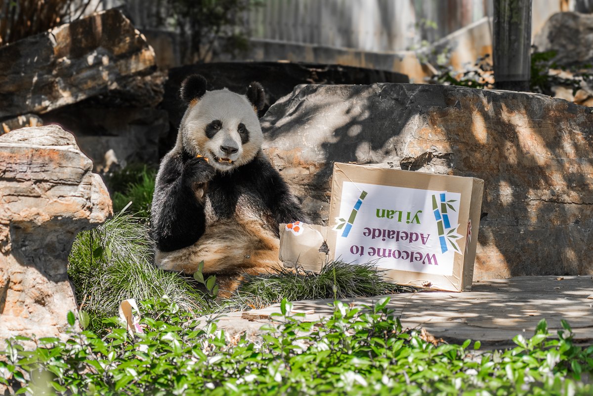 It’s panda-monium at Adelaide Zoo as Xing Qiu and Yi Lan have made their public debut: tourism.sa.gov.au/news-articles/…