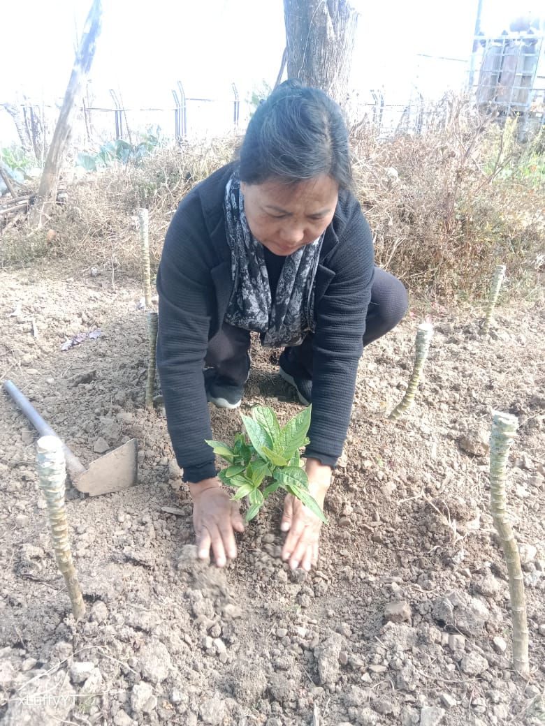 DD Nagaland (@ddnagaland) on Twitter photo DD Kohima participating in Ek Pad Maa Ki Naam on 21st Jan. 2025 <a href="/MIB_India/">Ministry of Information and Broadcasting</a> <a href="/ceo_pb/">CEO, Prasar Bharati</a> @dg_dd DD Kohima participating in Ek Pad Maa Ki Naam on 21st Jan. 2025 <a href="/MIB_India/">Ministry of Information and Broadcasting</a> <a href="/ceo_pb/">CEO, Prasar Bharati</a> @dg_dd