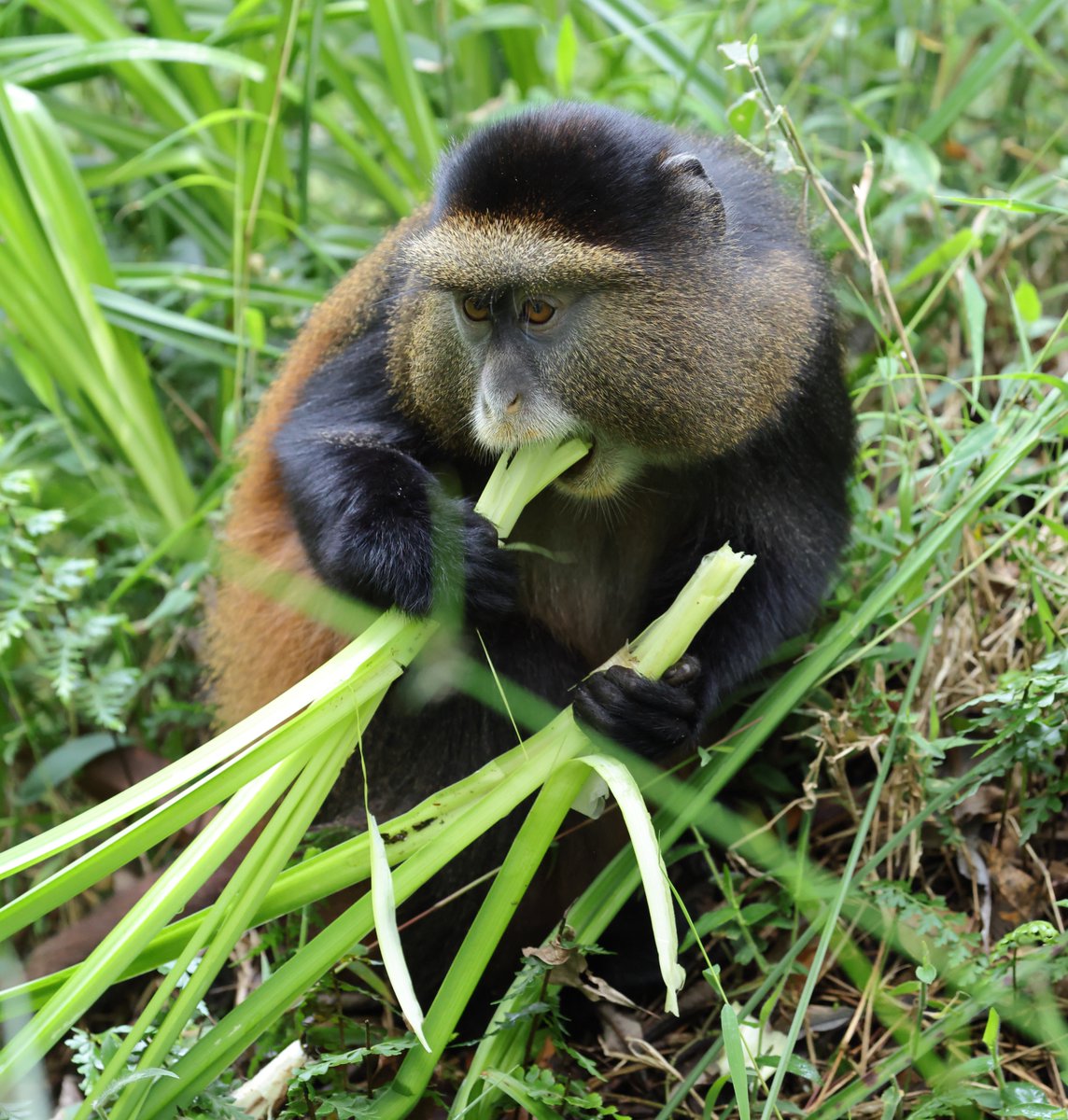 Golden Monkeys in the Mgahinga National Park, Uganda.