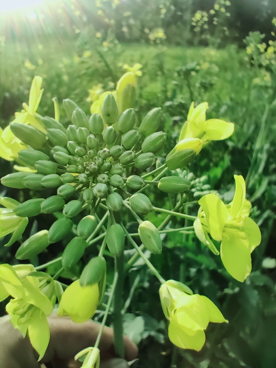 usmanuk1636's tweet image. Capture Nature, A beautiful Hobby

Everyone gets free time. Some spend it 😴, some 📺 , 📖 , ✍️, or cooking.
Everyone should find a healthy hobby which keeps you 😁 tension-free, and refreshing.
One is wandering &amp;amp;  📸 the nature.

#Hobby #Freetime #Nature #Photography #Flowers Dr