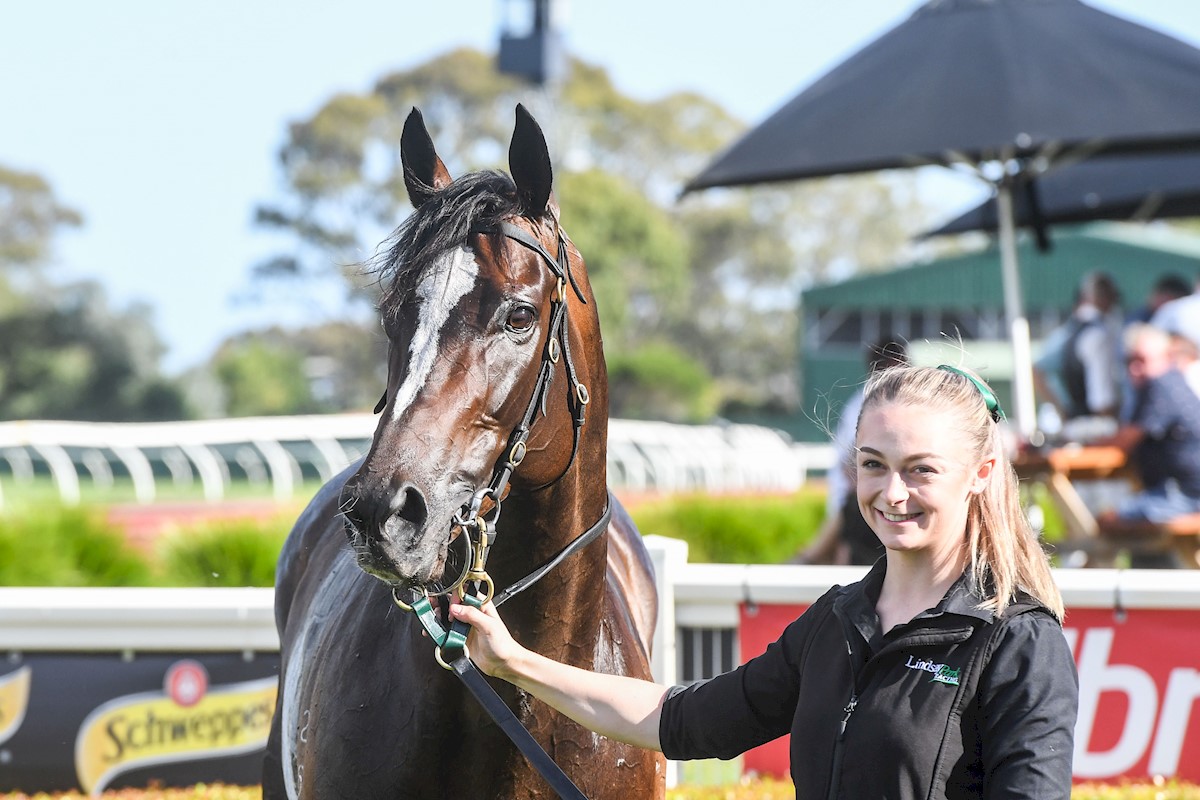 Today we wish a happy retirement to Gentleman Roy ❤️
Roy was such an exciting, tough racehorse who retires with 11 wins to his name including the Group 2 PB Lawrence Stakes, earning $1.3 million in prize money for his breeders and owners the Woods family.
True to his name, Roy is