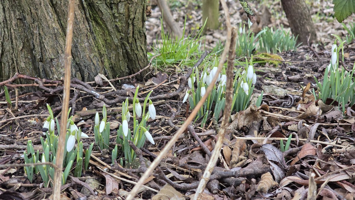 The snowdrops are going from strength to strength at Borrowcop Locks Canal Park.