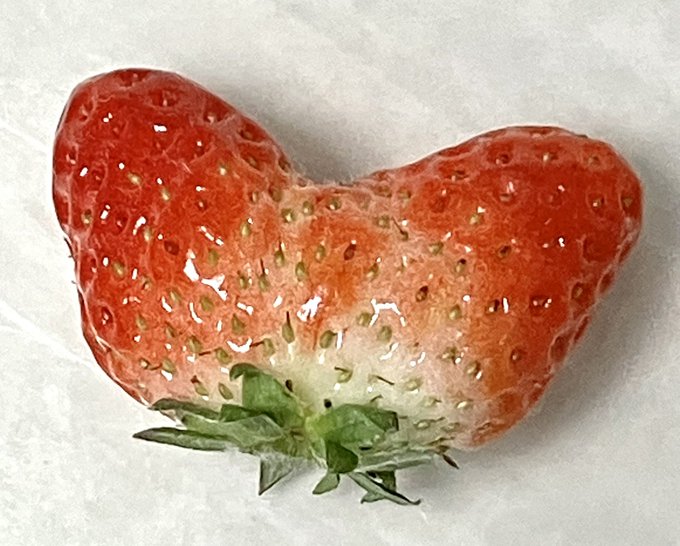 不揃いのいちご買ったらなんかかわいいのがいた

わたしはネコチャンに見えたけど家族にはハートに見えたらしい
人それぞれ感じ方違うのおもろいなー 