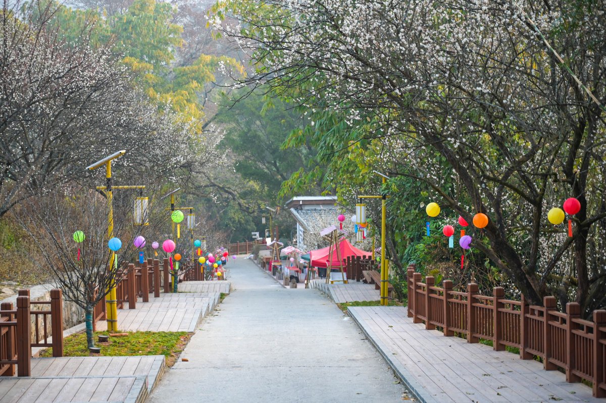 🏞️🌸Acres of #plum blossoms are in full bloom in Yongtai county, #Fuzhou, adoring the mountains with elegant white. The county presents a lineup of thrilling #SpringFestival events, harmonizing heritage, traditions, and the allure of plum blossoms, inviting visitors to soak in a festive atmosphere surrounded by the enchanting beauty of plums. #BeautifulFuzhou