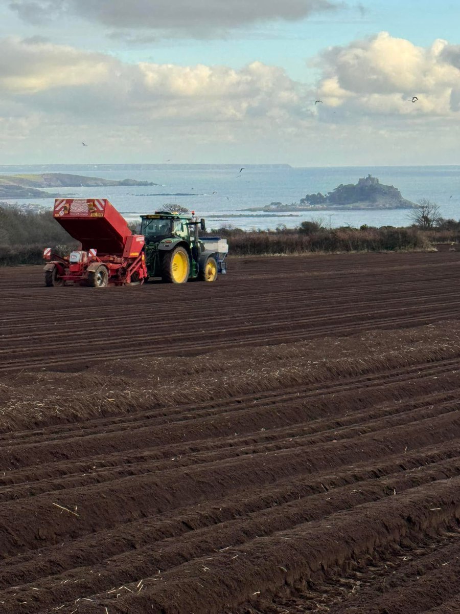 Jazzy planting is underway in West Cornwall. These crops will hopefully be hitting the market in May, as the last of the 2024 crop leaves the long term stores - 365 day supply with consistent quality is the key that makes Jazzy such a popular variety for the salad potato sector!