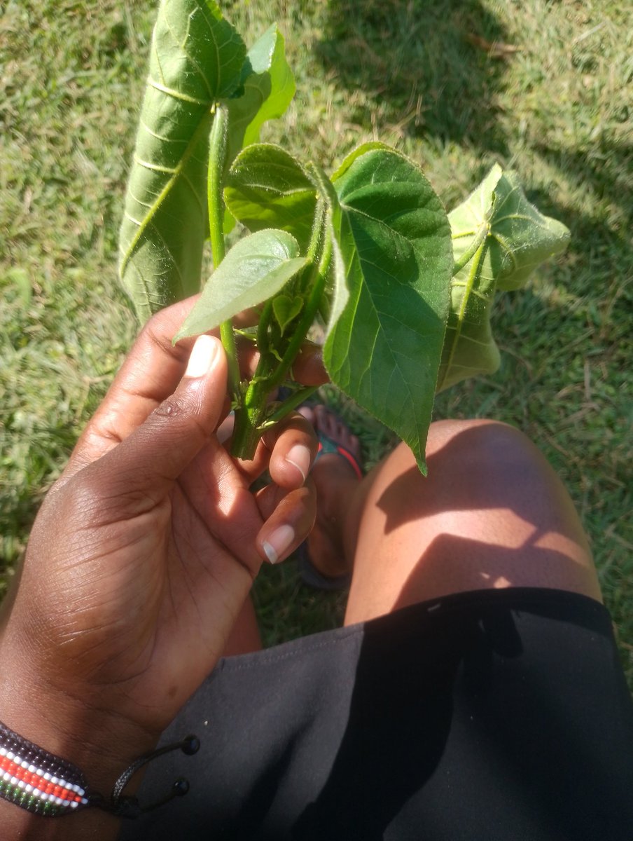 Sophia ❣️ tweet media