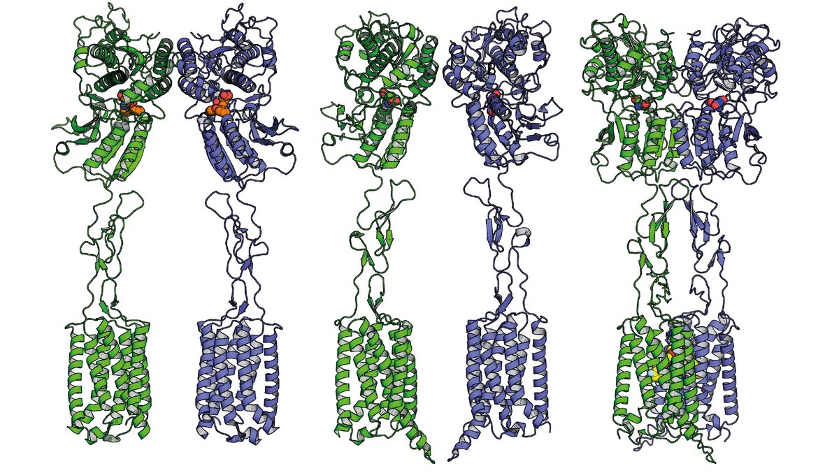 European Synchrotron (@esrfsynchrotron) on Twitter photo #SpotlightonScience
Researchers have used cryo-EM at ESRF beamline CM01 to reveal how positive allosteric modulators bind to the mGlu5 receptor, offering new insights into its role in neurological diseases like schizophrenia.
Read more: esrf.fr/home/news/spot…
<a href="/lightsources/">lightsources.org</a> #SpotlightonScience
Researchers have used cryo-EM at ESRF beamline CM01 to reveal how positive allosteric modulators bind to the mGlu5 receptor, offering new insights into its role in neurological diseases like schizophrenia.
Read more: esrf.fr/home/news/spot…
<a href="/lightsources/">lightsources.org</a>
