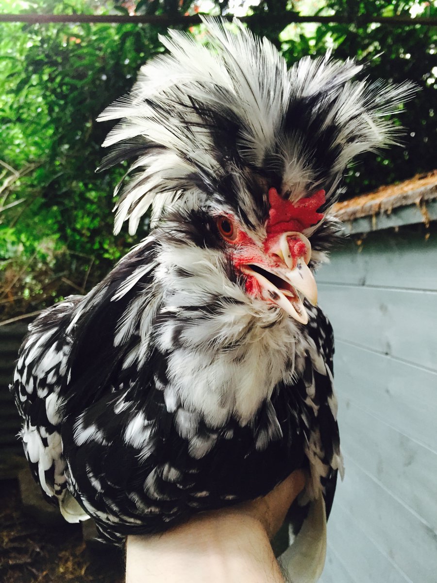 monique_barret's tweet photo. @Ctaitmieuxavan2 @F_Desouche exactement ou bien la poule de houdan bien décatie !
#AnneSinclair https://t.co/UhDimKovod