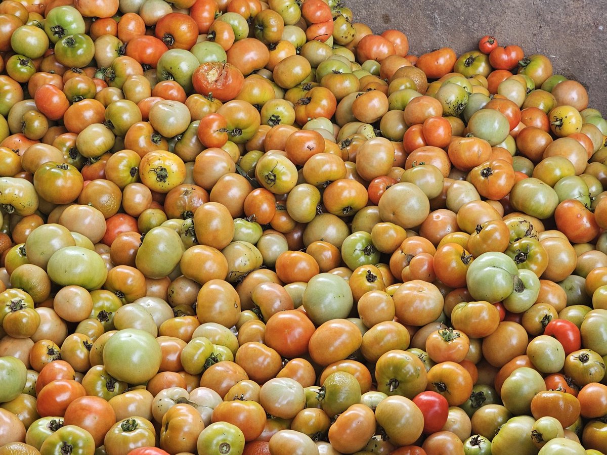 Alpha Soumah (Bill de Sam) tweet media