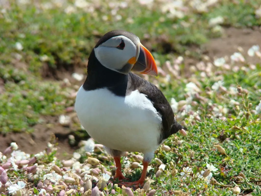 Angie - Travel Blogger at Where Angie Wanders (@whereangiewand1) on Twitter photo How To Visit The Skomer Island Puffins in Wales whereangiewanders.com/how-to-see-puf… via @https://twitter.com/whereangiewand1/ How To Visit The Skomer Island Puffins in Wales whereangiewanders.com/how-to-see-puf… via @https://twitter.com/whereangiewand1/