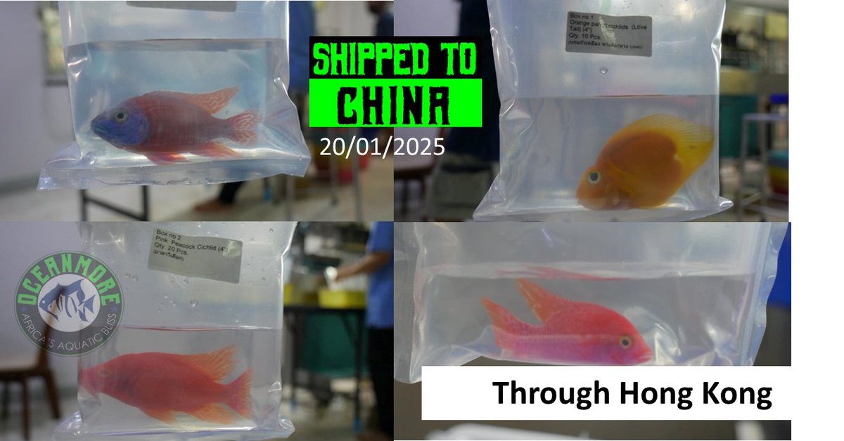 oceanmoreaqua's tweet photo. https://t.co/IGAsa2Spnm