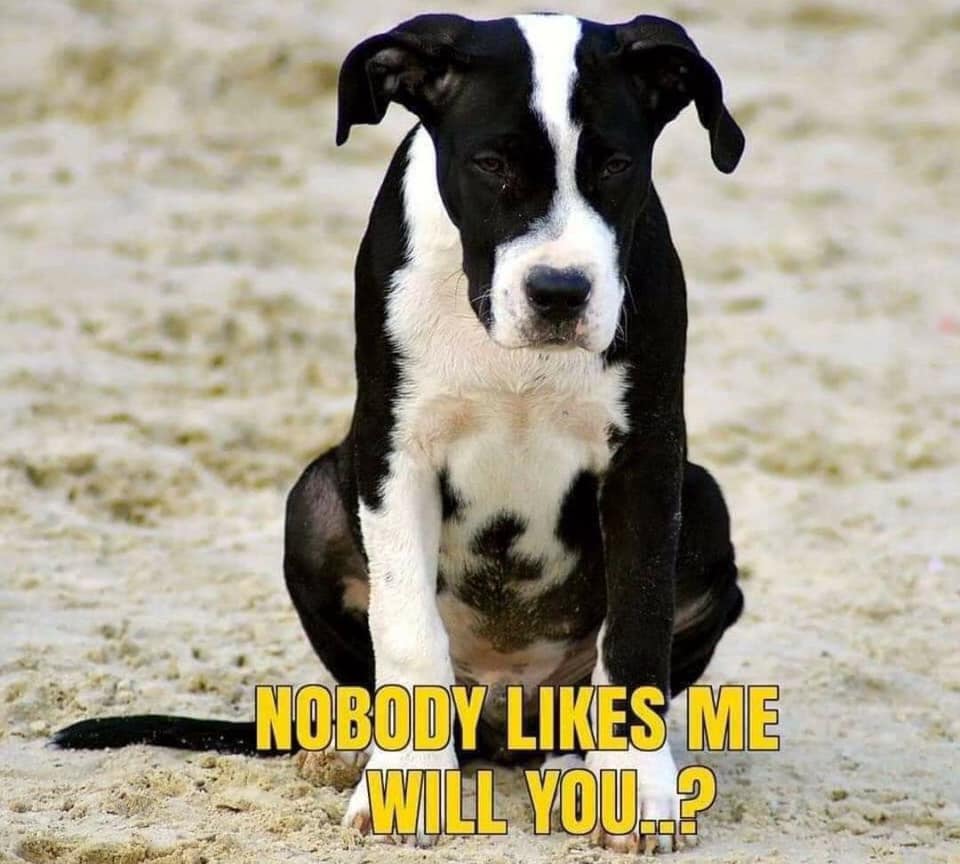 Dog Lovers tweet media