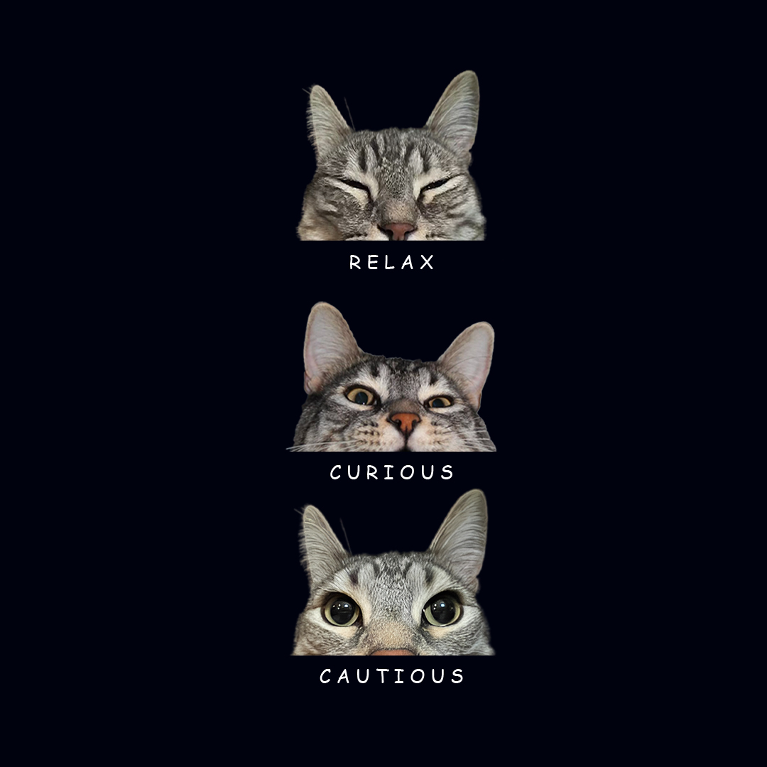 Zazu Cat | Fan Page (@zazufanpage) on Twitter photo 