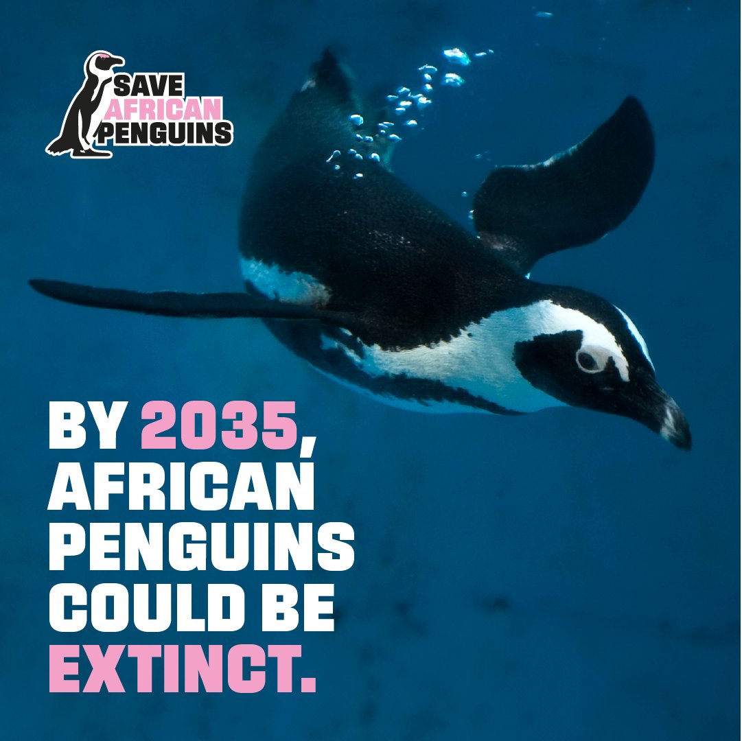 In the last century, the African Penguin population has plunged from more  than a million to fewer than 10,000 breeding pairs globally.  🐧🐧  Sign the petition to #SaveAfricanPenguins

link to petition: only.one/act/save-afric…