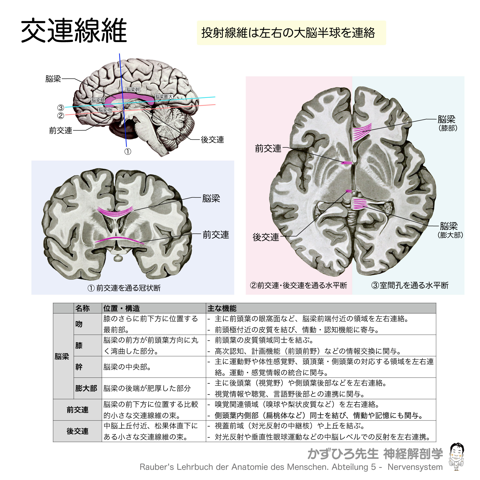 脳解剖学(萬万甫) 脳解剖学 | 萬年 甫, 原 一之 |本 | 通販 | Amazon