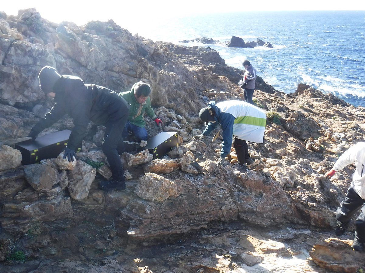 12月11日には神子元島に、1月20日には烏帽子島にカンムリウミスズメの人工巣を設置しました！烏帽子島は年末から数度の延期を繰り返しましたが、ついに設置にいくことができました。カンムリウミスズメの好みの場所に設置できていることを祈りつつ、今シーズンの繁殖を応援したいと思います。