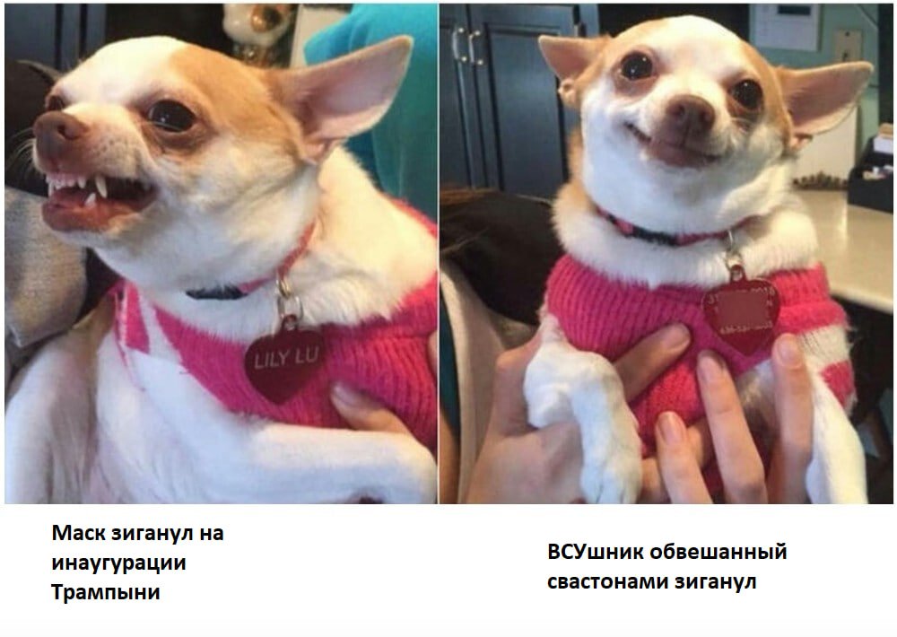 Два года трансхохловая российская либеральная опозиция не видела фашизма/нацизма среди ВСУ, но стоило зигануть тому кто может поспособствовать, чтобы они на западе стали никому нахуй ненужными...

В общем, зиговать плохо, фашизм/нацизм плохо.