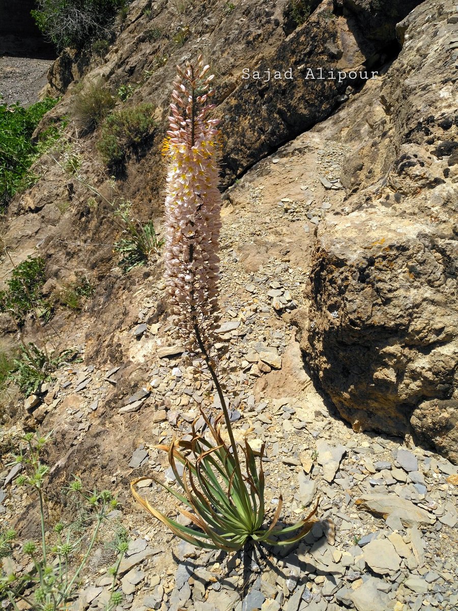 Eremurus olgae Regel
Asphodelaceae
Mashhad, Iran
April
