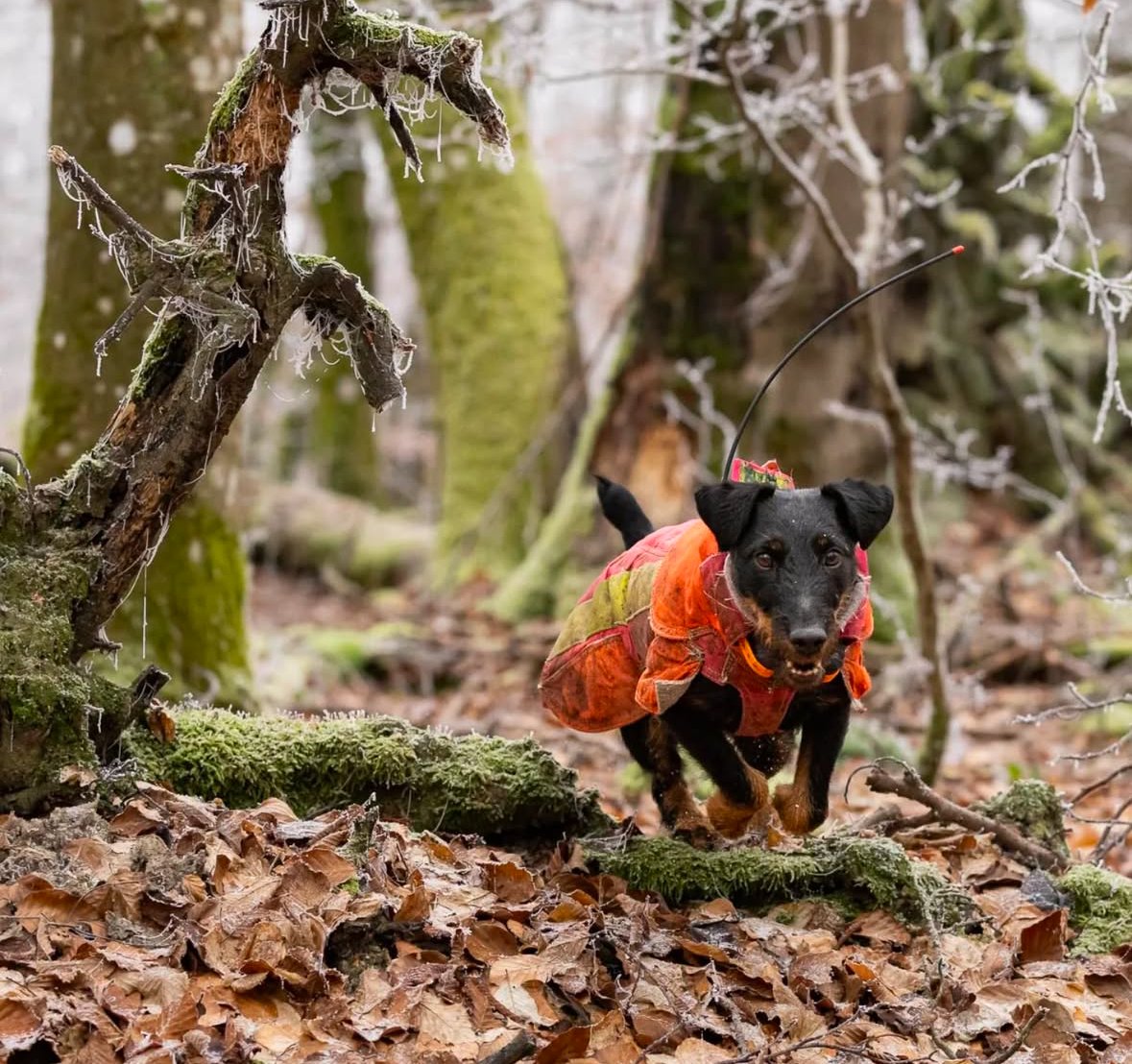 DansLaTraque's tweet image. Inarrêtable !

#hunting #caza #cacciatore #jagd #jakt #chasse #hunter #chassetricolore #passionchasse #passionchien #chiencourant #chiendechasse #hunt #sanglier #wildboar by michael.stadtfeld