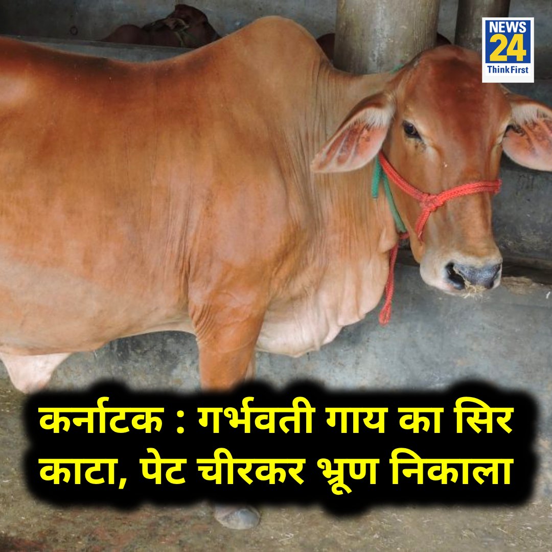 Karnataka: Pregnant cow beheaded, stomach ripped off, calf foetus extracted, search for accused ongoing

The cow belonged to a man named Krishna Achari of the village who left him to graze.

When Krishna went out in search of the cow, he saw that the cow's head, legs and dead