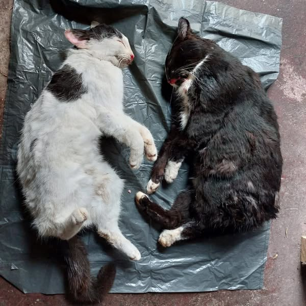 ZEUGENAUFRUF! Kopie:
TW: Darstellung von toten Katzen, schlimmen Verletzungen
Dieser Sack mit den 2 toten Katzen wurden heute morgen am Ortsausgang Wallwitz in Richtung Zeddenick gefunden. Die beiden sind nicht gechippt. Der schwarze ist ein unkastrierten Kater. Man sieht